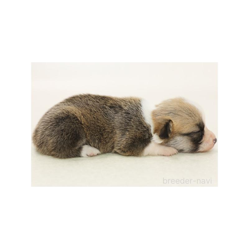 成約済の神奈川県のウェルシュコーギーペンブローク-405193の2枚目